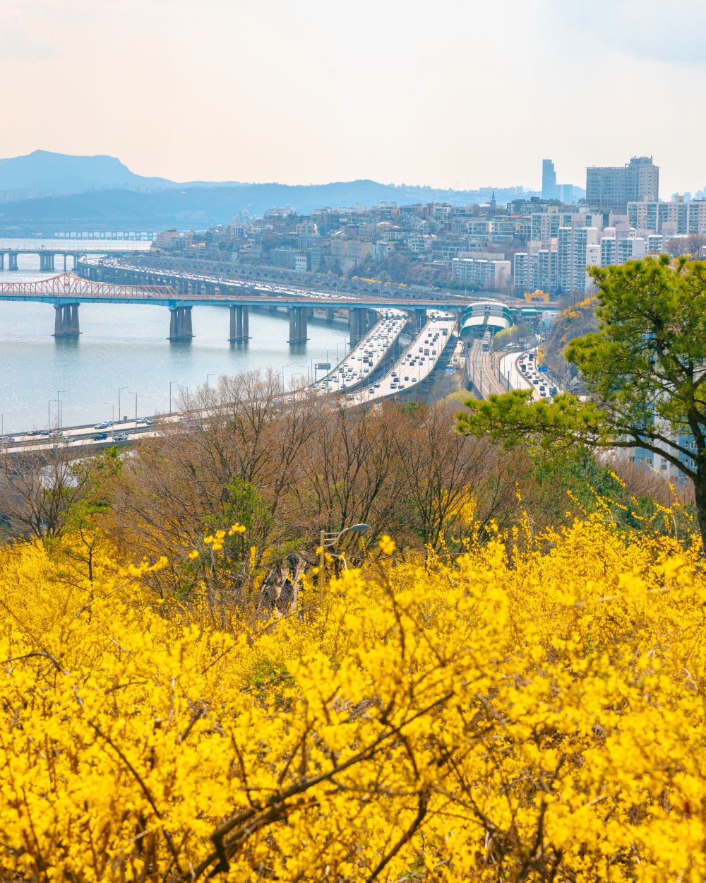 Eungbong Forsythia