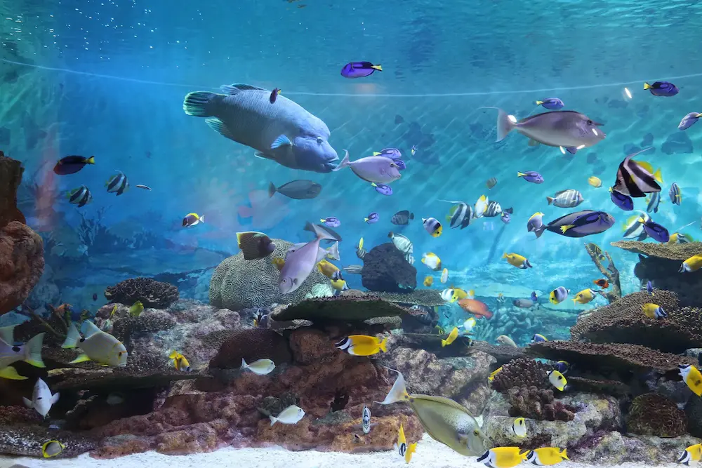 COEX Aquarium