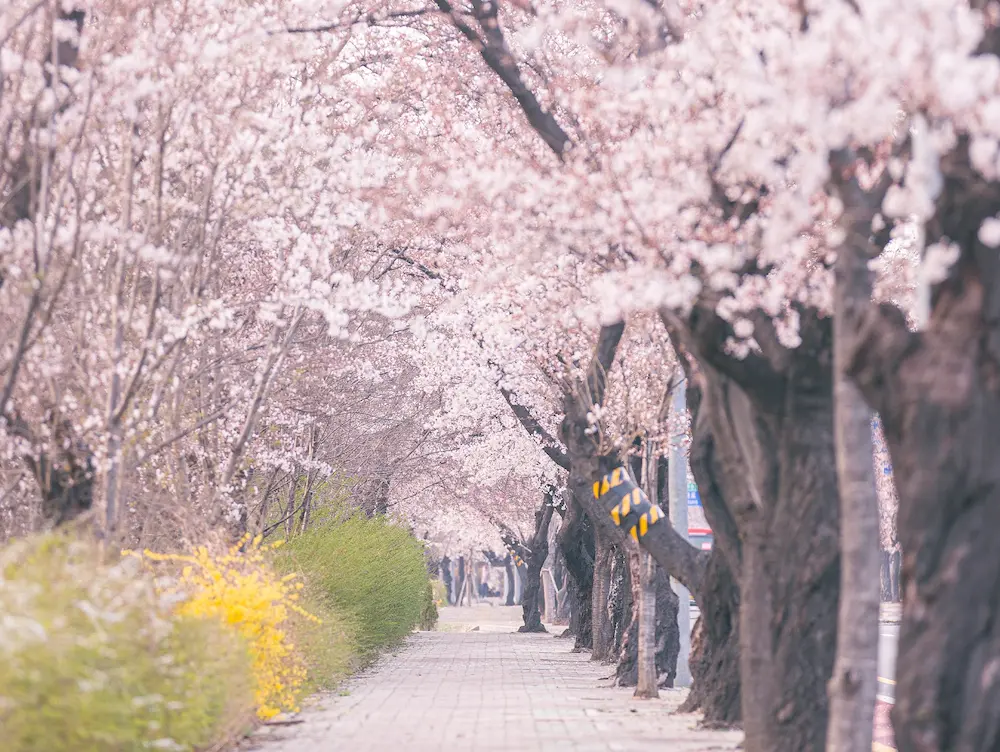 Cherry Blossom