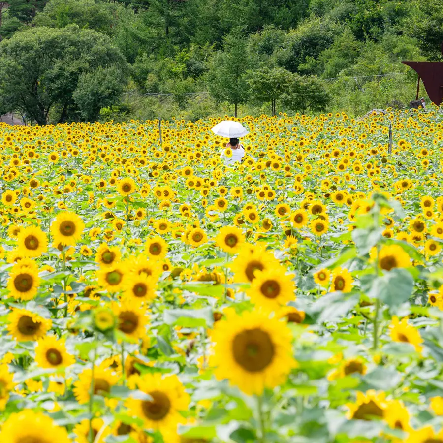Sunflower Festival