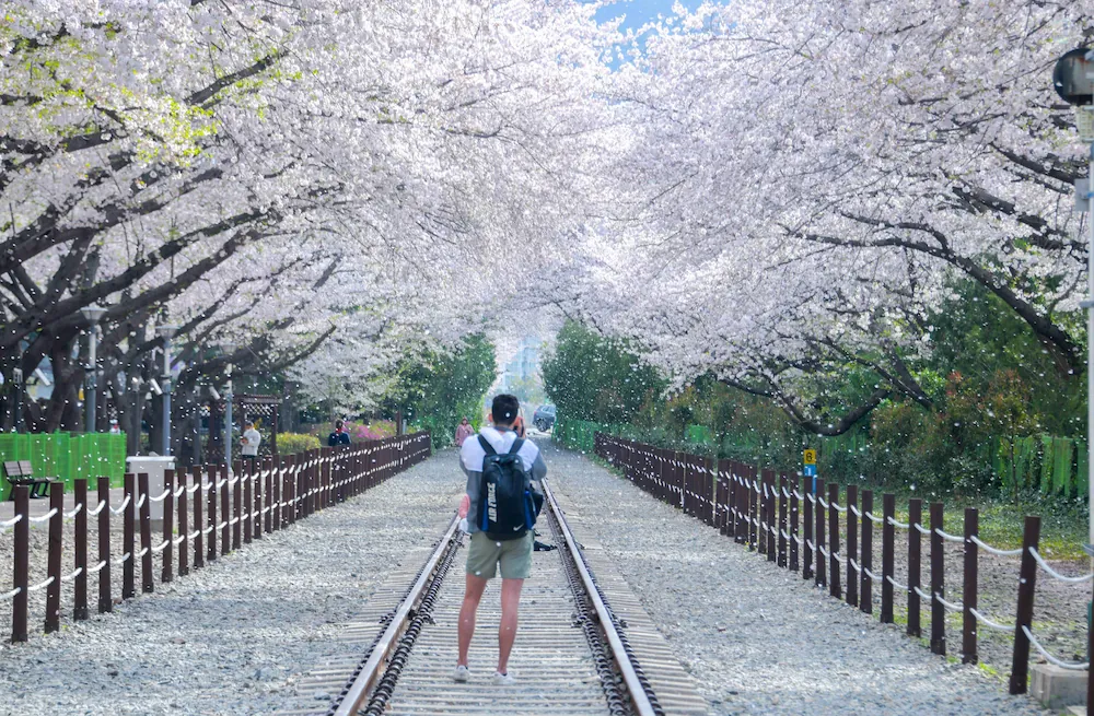 Jinhae Festival
