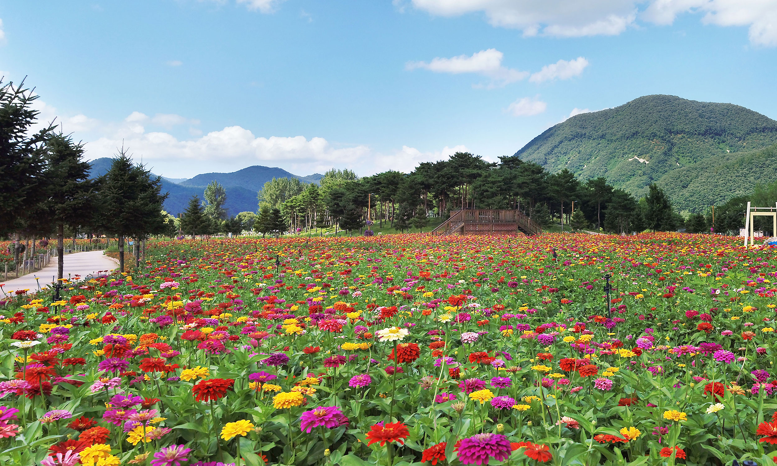 Jara Island Flower Festa