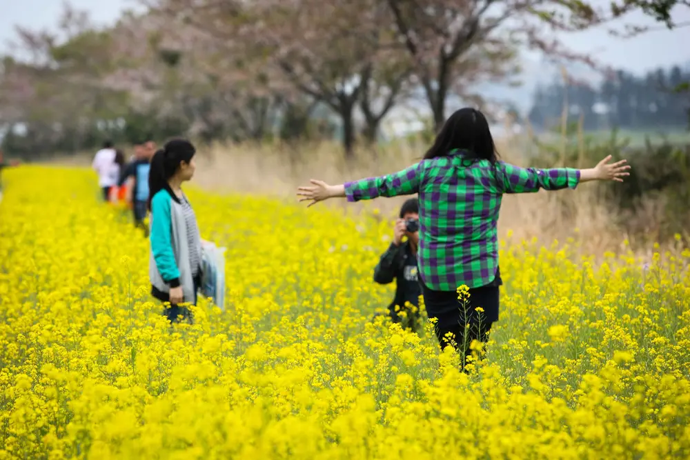 Jeju Yuchae Festival
